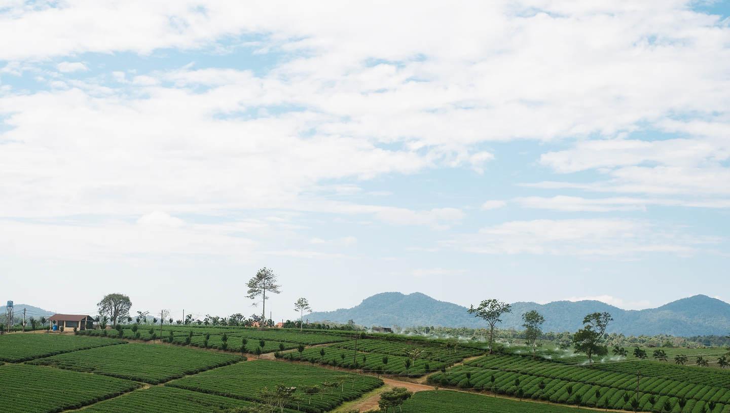 Oolong Tea CO2 Absolute