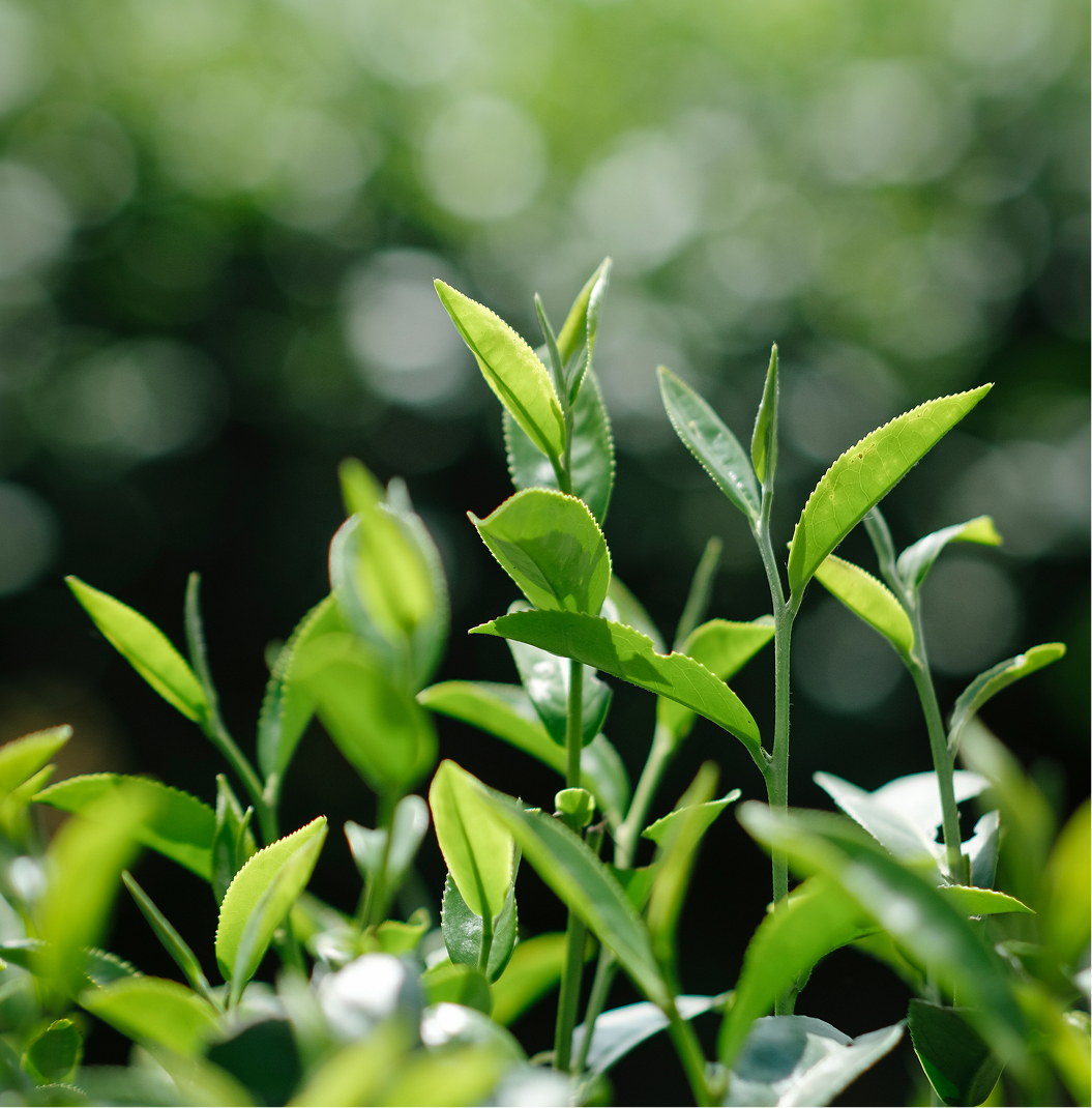 Oolong Tea CO2 Absolute